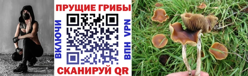 цена   Красный Кут  Галлюциногенные грибы GOLDEN TEACHER 